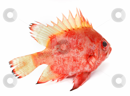 To use this stock image in your creative project, please select the size you need over to the right and click the "Add to Cart" button.
Your downloaded image will come with the Cutcaster watermark removed so don’t worry about the watermark you see on this page. Red fish stock photo, Red fish on white background by Nataliya Taratunina
