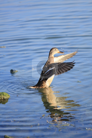 To use this stock image in your creative project, please select the size you need over to the right and click the "Add to Cart" button.
Your downloaded image will come with the Cutcaster watermark removed so don’t worry about the watermark you see on this page. Duck stock photo, After the pens cleaning stretching is finding by ARPAD RADOCZY