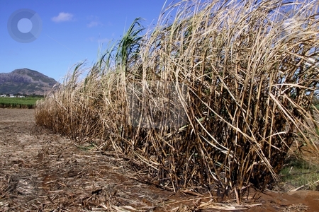 To use this stock image in your creative project, please select the size you need over to the right and click the "Add to Cart" button.
Your downloaded image will come with the Cutcaster watermark removed so don’t worry about the watermark you see on this page. Sugarcane ready for harvest stock photo, Ripe sugarcane ready for harvest on the island of Mauritius.Sugarcane, is any of six to thirty-seven species (depending on taxonomic system) of tall perennial grasses of the genus Saccharum (family Poaceae, tribe Andropogoneae). Native to warm temperate to tropical regions of India and Asia, they have stout, jointed, fibrous stalks that are rich in sugar, and measure two to six meters (six to nineteen feet) tall. All sugar cane species interbreed, and the major commercial cultivars are complex hybrids. by Gowtum Bachoo