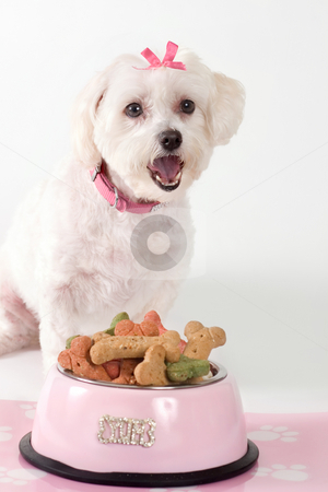 To use this stock image in your creative project, please select the size you need over to the right and click the "Add to Cart" button.
Your downloaded image will come with the Cutcaster watermark removed so don’t worry about the watermark you see on this page. Barking Dog stock photo, Barking dog sitting by a bowl of dog food by Leah-Anne Thompson