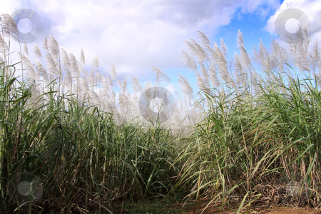 To use this stock image in your creative project, please select the size you need over to the right and click the "Add to Cart" button.
Your downloaded image will come with the Cutcaster watermark removed so don’t worry about the watermark you see on this page. Sugarcane field stock photo, Sugarcane plants in full bloon ready for harvest.
Sugarcane, or sugar cane, is any of six to thirty-seven species (depending on taxonomic system) of tall perennial grasses of the genus Saccharum (family Poaceae, tribe Andropogoneae). Native to warm temperate to tropical regions of India and Asia, they have stout, jointed, fibrous stalks that are rich in sugar, and measure two to six meters (six to nineteen feet) tall. All sugar cane species interbreed, and the major commercial cultivars are complex hybrids. by Gowtum Bachoo