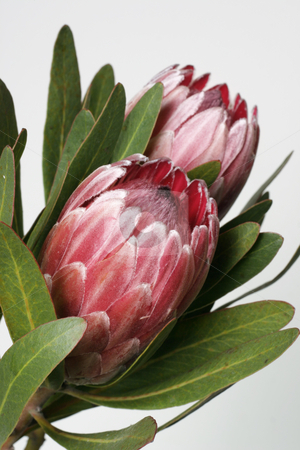 To use this stock image in your creative project, please select the size you need over to the right and click the "Add to Cart" button.
Your downloaded image will come with the Cutcaster watermark removed so don’t worry about the watermark you see on this page. Protea stock photo, Also known as bearded sugarbushes.
The flower is surrounded by colourful velvety bracts which slowly open up by Leah-Anne Thompson