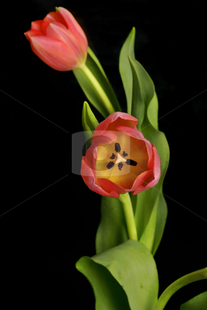 To use this stock image in your creative project, please select the size you need over to the right and click the "Add to Cart" button.
Your downloaded image will come with the Cutcaster watermark removed so don’t worry about the watermark you see on this page. Tandem Beauty stock photo, Two beautiful tulips entwined by Leah-Anne Thompson