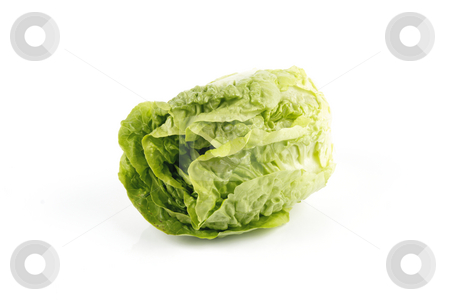 To use this stock image in your creative project, please select the size you need over to the right and click the "Add to Cart" button.
Your downloaded image will come with the Cutcaster watermark removed so don’t worry about the watermark you see on this page. Salad Lettace stock photo, Small single fresh green salad lettace on a reflective white background by Keith Wilson