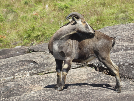 To use this stock image in your creative project, please select the size you need over to the right and click the "Add to Cart" button.
Your downloaded image will come with the Cutcaster watermark removed so don’t worry about the watermark you see on this page. Nikgiri tahr stock photo, A rare and endangered nilgiri tahr the state animal of tamil nadu endemic to the western ghats of south india by Mike Smith