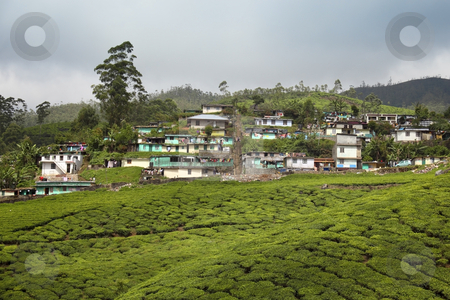 To use this stock image in your creative project, please select the size you need over to the right and click the "Add to Cart" button.
Your downloaded image will come with the Cutcaster watermark removed so don’t worry about the watermark you see on this page. Hill country stock photo, A small town amongst the tea plantations of the western ghats south india by Mike Smith