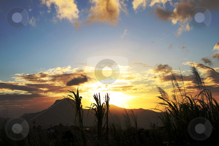 To use this stock image in your creative project, please select the size you need over to the right and click the "Add to Cart" button.
Your downloaded image will come with the Cutcaster watermark removed so don’t worry about the watermark you see on this page. Sunset cloudscape stock photo, Image of dramatic cloudscape at sunset over mountain behind sugarcane plants on the island of Mauritius. by Gowtum Bachoo