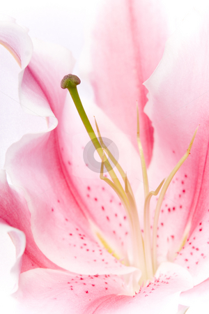 To use this stock image in your creative project, please select the size you need over to the right and click the "Add to Cart" button.
Your downloaded image will come with the Cutcaster watermark removed so don’t worry about the watermark you see on this page. Pink Lily Flower stock photo, Close up of the centre of a beautiful pink lily flower by Jodie Johnson