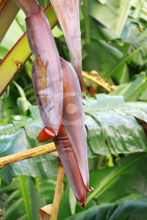 To use this stock image in your creative project, please select the size you need over to the right and click the "Add to Cart" button.
Your downloaded image will come with the Cutcaster watermark removed so don’t worry about the watermark you see on this page. Banana buds stock photo, Close-up of banana buds against green leaves background.
Banana is the common name for herbaceous plants of the genus Musa and for the fruit they produce. They are native to the tropical region of Southeast Asia, and are likely to have been first domesticated in Papua New Guinea.
The banana fruit grow in hanging clusters, with up to 20 fruit to a tier (called a hand), and 3?? by Gowtum Bachoo