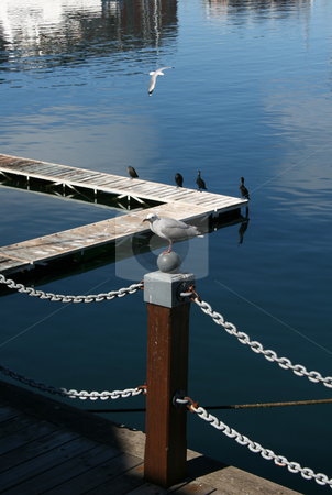 To use this stock image in your creative project, please select the size you need over to the right and click the "Add to Cart" button.
Your downloaded image will come with the Cutcaster watermark removed so don’t worry about the watermark you see on this page. Seagull stock photo, Seagull sitting on a wooden pole in the harbor by Vanessa Van Rensburg