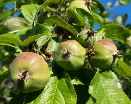 To use this stock image in your creative project, please select the size you need over to the right and click the "Add to Cart" button.
Your downloaded image will come with the Cutcaster watermark removed so don’t worry about the watermark you see on this page. Apple Tree stock photo, Small apples on the apple tree summer by Vadim Pats