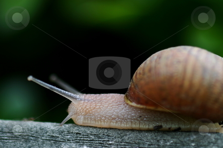 To use this stock image in your creative project, please select the size you need over to the right and click the "Add to Cart" button.
Your downloaded image will come with the Cutcaster watermark removed so don’t worry about the watermark you see on this page. Snail stock photo, Single brown snail walking along very slowly by Henrik Lehnerer