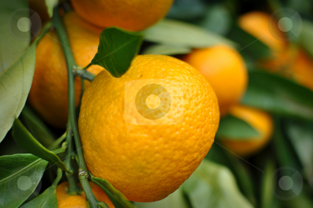 To use this stock image in your creative project, please select the size you need over to the right and click the "Add to Cart" button.
Your downloaded image will come with the Cutcaster watermark removed so don’t worry about the watermark you see on this page. Tangerine hanging from the tree stock photo, Ripe Tangerines hanging from the tree by Brandon Bourdages