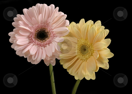 To use this stock image in your creative project, please select the size you need over to the right and click the "Add to Cart" button.
Your downloaded image will come with the Cutcaster watermark removed so don’t worry about the watermark you see on this page. Pastel Pink and Butter Yellow Gerberas stock photo, Pastel pink and butter yellow gerbera contrast a black background. by Leah-Anne Thompson
