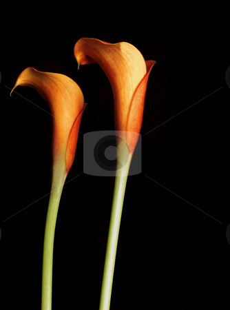 To use this stock image in your creative project, please select the size you need over to the right and click the "Add to Cart" button.
Your downloaded image will come with the Cutcaster watermark removed so don’t worry about the watermark you see on this page. Orange Calla Lillies stock photo, Orange Calla Lillies on black. Callas are also known as the trumpet flower after the archangel Gabriel
added contast/saturation by Leah-Anne Thompson