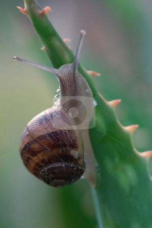 To use this stock image in your creative project, please select the size you need over to the right and click the "Add to Cart" button.
Your downloaded image will come with the Cutcaster watermark removed so don’t worry about the watermark you see on this page. Snail stock photo, A snail climbing a spikey aloe plant. The snail is able to move on very sharp pointed needles,razors and vines without being injured because its mucus secretion helps to protect its body. The foot, which is mostly muscle tissue, is the main source of propulsion for the snail. The pedal gland at front end of the foot secretes a thin mucus for the snail to move along. You can see some of this mucus bubbling out in this picture. Focus on back of snail only. by Leah-Anne Thompson