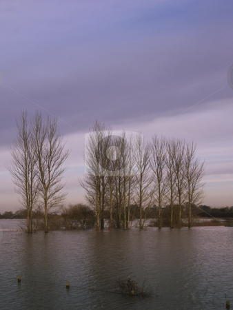 To use this stock image in your creative project, please select the size you need over to the right and click the "Add to Cart" button.
Your downloaded image will come with the Cutcaster watermark removed so don’t worry about the watermark you see on this page. Flooded poplars in winter stock photo, A row of flooded poplar trees at dusk on a winters evening by Mike Smith