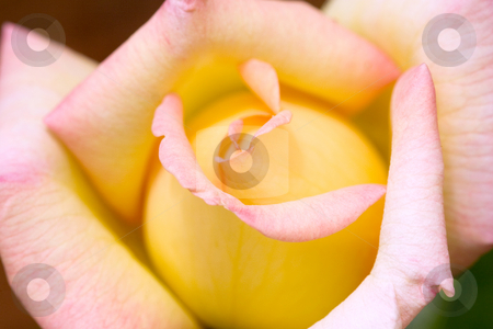 To use this stock image in your creative project, please select the size you need over to the right and click the "Add to Cart" button.
Your downloaded image will come with the Cutcaster watermark removed so don’t worry about the watermark you see on this page. Peace Rose stock photo, Peace rose was christened the day that Berlin fell in 1945 and named tocommerorate the end of WWII, by Leah-Anne Thompson