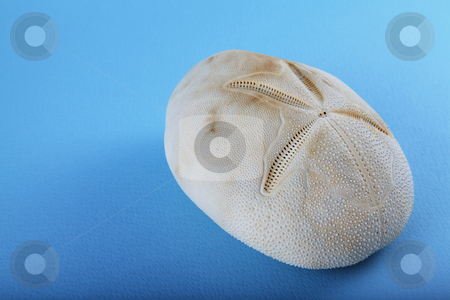 To use this stock image in your creative project, please select the size you need over to the right and click the "Add to Cart" button.
Your downloaded image will come with the Cutcaster watermark removed so don’t worry about the watermark you see on this page. Urchin stock photo, Naked urchin by Portokalis