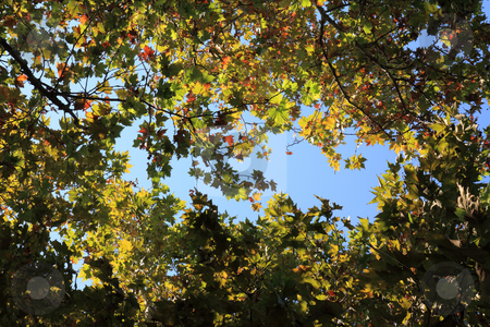 To use this stock image in your creative project, please select the size you need over to the right and click the "Add to Cart" button.
Your downloaded image will come with the Cutcaster watermark removed so don’t worry about the watermark you see on this page. Tree leaves stock photo, Tree leaves by Portokalis
