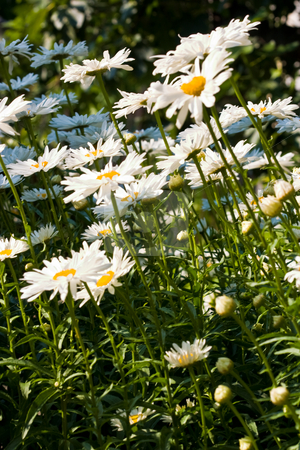 To use this stock image in your creative project, please select the size you need over to the right and click the "Add to Cart" button.
Your downloaded image will come with the Cutcaster watermark removed so don’t worry about the watermark you see on this page. Camomile stock photo, Nature series: white camomile flowers in bloom by Gennady Kravetsky