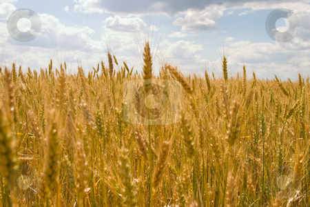 To use this stock image in your creative project, please select the size you need over to the right and click the "Add to Cart" button.
Your downloaded image will come with the Cutcaster watermark removed so don’t worry about the watermark you see on this page. Wheat stock photo, Agriculture theme: view of ripe wheat field by Gennady Kravetsky