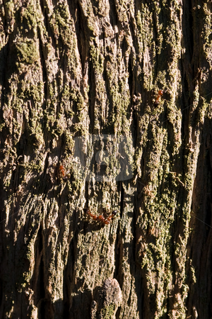 To use this stock image in your creative project, please select the size you need over to the right and click the "Add to Cart" button.
Your downloaded image will come with the Cutcaster watermark removed so don’t worry about the watermark you see on this page. Bark stock photo, Nature series: macro of old tree textured bark by Gennady Kravetsky