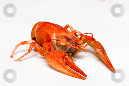 To use this stock image in your creative project, please select the size you need over to the right and click the "Add to Cart" button.
Your downloaded image will come with the Cutcaster watermark removed so don’t worry about the watermark you see on this page. Crawfish stock photo, Food series: boiled crawfish over white background by Gennady Kravetsky
