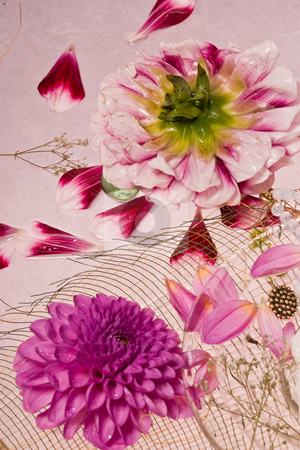 To use this stock image in your creative project, please select the size you need over to the right and click the "Add to Cart" button.
Your downloaded image will come with the Cutcaster watermark removed so don’t worry about the watermark you see on this page. Lilac dahlia stock photo, Flower series: still life with dahlia and beads by Gennady Kravetsky