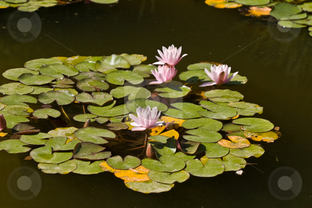 To use this stock image in your creative project, please select the size you need over to the right and click the "Add to Cart" button.
Your downloaded image will come with the Cutcaster watermark removed so don’t worry about the watermark you see on this page. Water-lily stock photo, Nature series: water-lily blossom in summer season by Gennady Kravetsky