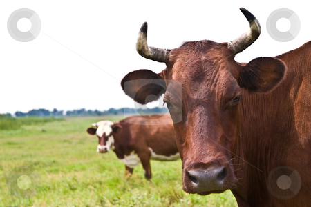 To use this stock image in your creative project, please select the size you need over to the right and click the "Add to Cart" button.
Your downloaded image will come with the Cutcaster watermark removed so don’t worry about the watermark you see on this page. Cow stock photo, Village series: portrait of cow given to butting by Gennady Kravetsky