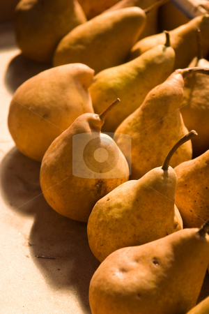 To use this stock image in your creative project, please select the size you need over to the right and click the "Add to Cart" button.
Your downloaded image will come with the Cutcaster watermark removed so don’t worry about the watermark you see on this page. Pear stock photo, Fruit series: freshly grown pears background by Gennady Kravetsky