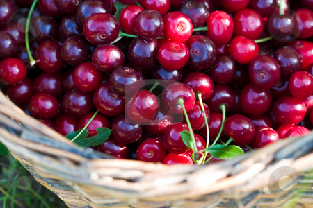 To use this stock image in your creative project, please select the size you need over to the right and click the "Add to Cart" button.
Your downloaded image will come with the Cutcaster watermark removed so don’t worry about the watermark you see on this page. Cherry stock photo, Food series: basket of red ripe cherry by Gennady Kravetsky