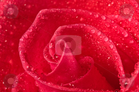 To use this stock image in your creative project, please select the size you need over to the right and click the "Add to Cart" button.
Your downloaded image will come with the Cutcaster watermark removed so don’t worry about the watermark you see on this page. Red rose stock photo, Flower series: close up of red rrose blossom with water drop by Gennady Kravetsky