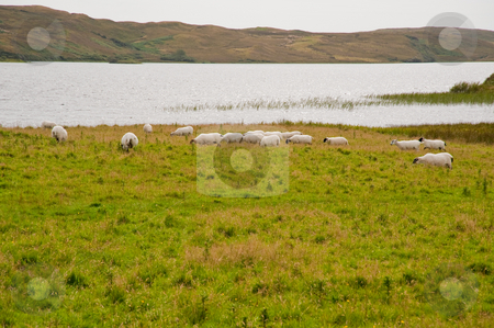 To use this stock image in your creative project, please select the size you need over to the right and click the "Add to Cart" button.
Your downloaded image will come with the Cutcaster watermark removed so don’t worry about the watermark you see on this page. Islay sheep stock photo, Sheep near Eilean Mor Loch Finlaggan by Jaime Pharr