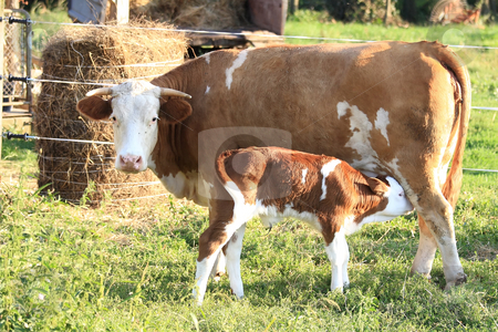To use this stock image in your creative project, please select the size you need over to the right and click the "Add to Cart" button.
Your downloaded image will come with the Cutcaster watermark removed so don’t worry about the watermark you see on this page. Cow stock photo, The cow mother suckles it she calf by ARPAD RADOCZY