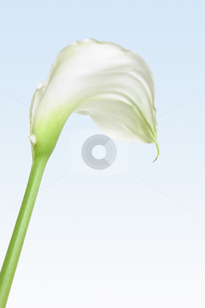 To use this stock image in your creative project, please select the size you need over to the right and click the "Add to Cart" button.
Your downloaded image will come with the Cutcaster watermark removed so don’t worry about the watermark you see on this page. White Calla Lily stock photo, A single white calla lily on a soft pastel background by Leah-Anne Thompson