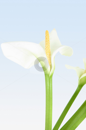To use this stock image in your creative project, please select the size you need over to the right and click the "Add to Cart" button.
Your downloaded image will come with the Cutcaster watermark removed so don’t worry about the watermark you see on this page. Exquisite Calla stock photo, Beautiful whtie calla lily with yellow spadex pointing straight up. The classic Calla, together with the rose and the tulip, is one of the few flowers that evokes a strong emotional feeling. by Leah-Anne Thompson