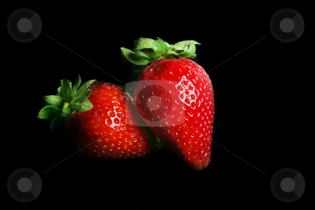 To use this stock image in your creative project, please select the size you need over to the right and click the "Add to Cart" button.
Your downloaded image will come with the Cutcaster watermark removed so don’t worry about the watermark you see on this page. Strawberry Duet stock photo, Two ripe strawberries on black by Leah-Anne Thompson