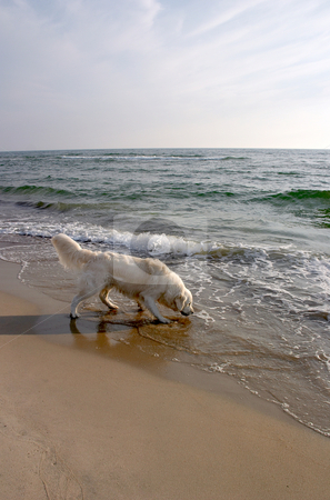 To use this stock image in your creative project, please select the size you need over to the right and click the "Add to Cart" button.
Your downloaded image will come with the Cutcaster watermark removed so don’t worry about the watermark you see on this page. Dog Retriever on the Beach 2 stock photo, by Stanislovas Kairys
