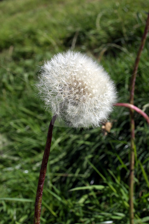 To use this stock image in your creative project, please select the size you need over to the right and click the "Add to Cart" button.
Your downloaded image will come with the Cutcaster watermark removed so don’t worry about the watermark you see on this page. Dandelion sonchus arvensis stock photo, by Stanislovas Kairys