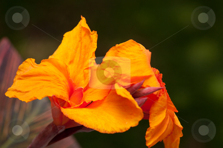 To use this stock image in your creative project, please select the size you need over to the right and click the "Add to Cart" button.
Your downloaded image will come with the Cutcaster watermark removed so don’t worry about the watermark you see on this page. Radiant Canna Lily stock photo, Radiant Canna Lily Blossom on a Summer Day by Andy Dean