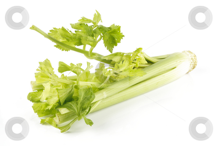To use this stock image in your creative project, please select the size you need over to the right and click the "Add to Cart" button.
Your downloaded image will come with the Cutcaster watermark removed so don’t worry about the watermark you see on this page. Celery stock photo, Green fresh ripe celery stems with leafy tops on a reflective white background by Keith Wilson