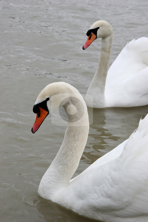 To use this stock image in your creative project, please select the size you need over to the right and click the "Add to Cart" button.
Your downloaded image will come with the Cutcaster watermark removed so don’t worry about the watermark you see on this page. Swans in the lake stock photo, White swan, symbol of silence and grace by Roberts Ratuts