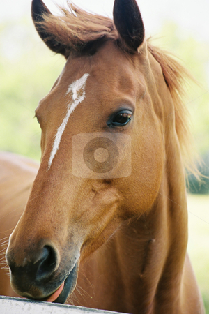To use this stock image in your creative project, please select the size you need over to the right and click the "Add to Cart" button.
Your downloaded image will come with the Cutcaster watermark removed so don’t worry about the watermark you see on this page. Thoroughbred stock photo, Young horse
(film) by Leah-Anne Thompson