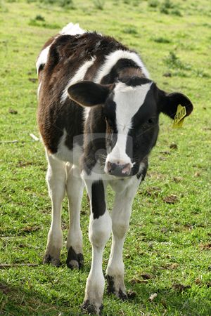 To use this stock image in your creative project, please select the size you need over to the right and click the "Add to Cart" button.
Your downloaded image will come with the Cutcaster watermark removed so don’t worry about the watermark you see on this page. Calf stock photo, Young dairyy milking calf standing in a meadow. by Leah-Anne Thompson