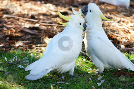 To use this stock image in your creative project, please select the size you need over to the right and click the "Add to Cart" button.
Your downloaded image will come with the Cutcaster watermark removed so don’t worry about the watermark you see on this page. Canoodling cockatoos stock photo, Canoodling cockatoos in the wild. by Leah-Anne Thompson