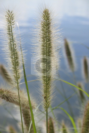 To use this stock image in your creative project, please select the size you need over to the right and click the "Add to Cart" button.
Your downloaded image will come with the Cutcaster watermark removed so don’t worry about the watermark you see on this page. Pennisetum alopecuroides - Canada Bay stock photo, Pennisetum alopecuroides - ornamental grass - Canada Bay by Leah-Anne Thompson