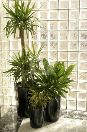 To use this stock image in your creative project, please select the size you need over to the right and click the "Add to Cart" button.
Your downloaded image will come with the Cutcaster watermark removed so don’t worry about the watermark you see on this page. Indoor Plants stock photo, Indoor potted plants by a glass brick wall by Leah-Anne Thompson