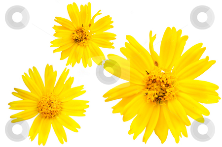 To use this stock image in your creative project, please select the size you need over to the right and click the "Add to Cart" button.
Your downloaded image will come with the Cutcaster watermark removed so don’t worry about the watermark you see on this page. Yellow marguerite stock photo, The closeup view of isolated yellow floret over white by Tito Wong